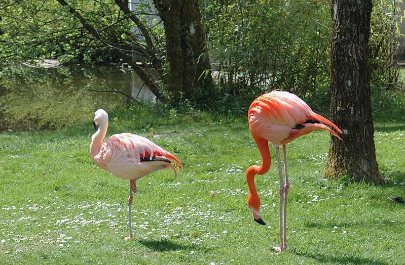 Flamant Rose - Tropiquarium