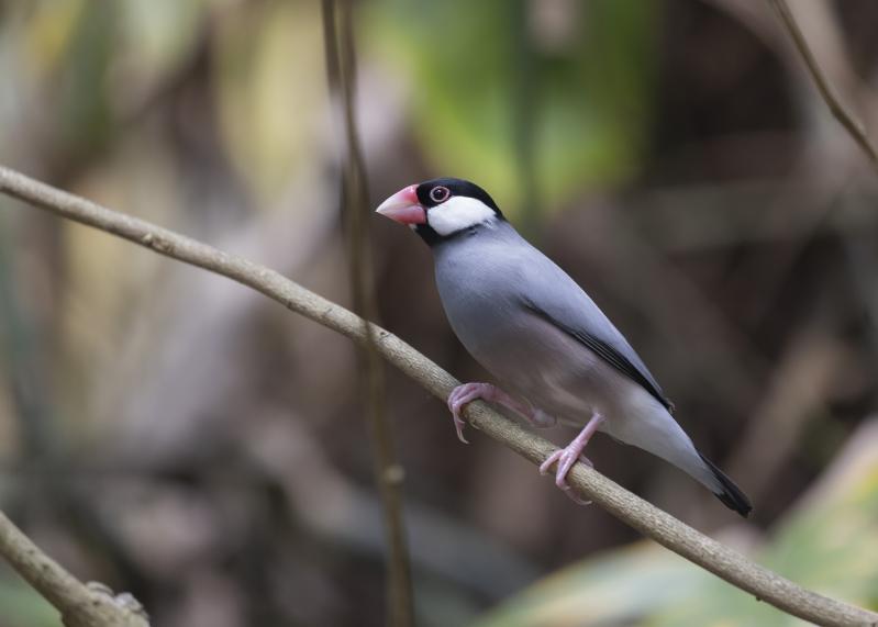 Padda de Java - Tropiquarium