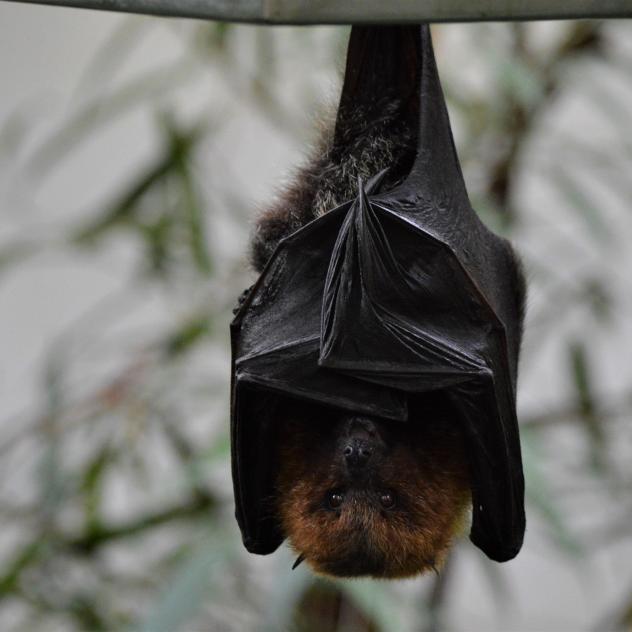 Guided walk to meet bats