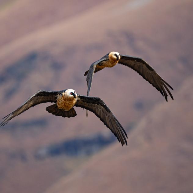 Chasse au trésor été - À la rencontre du Blaireau