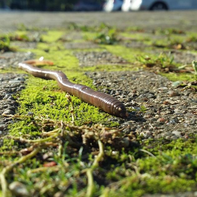 Summer treasure hunt - Meet the earthworm