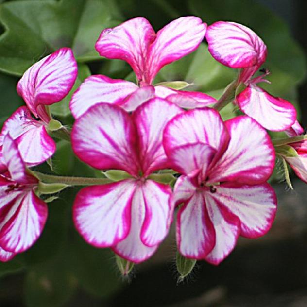 Marché aux fleurs à Gryon