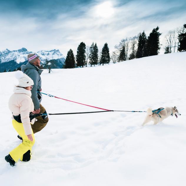 Gourmet polar husky adventure in Villars-Gryon