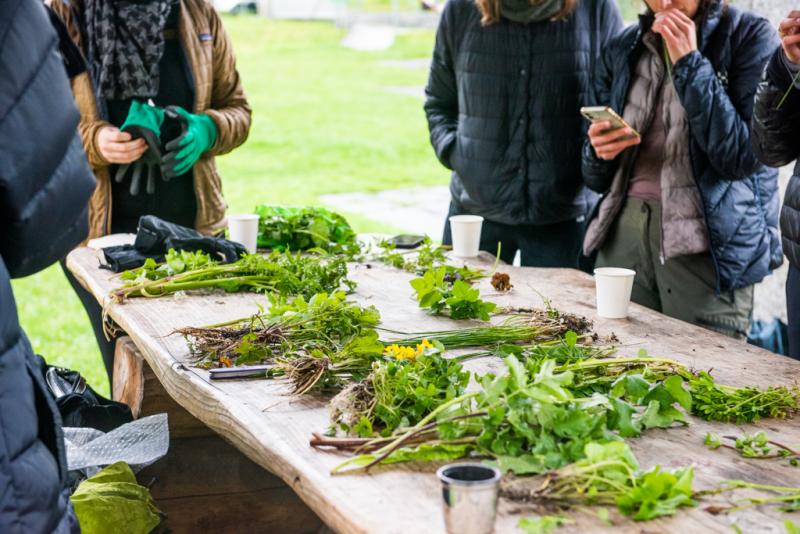 Plantes sauvages comestibles - La Boîte Sauvage