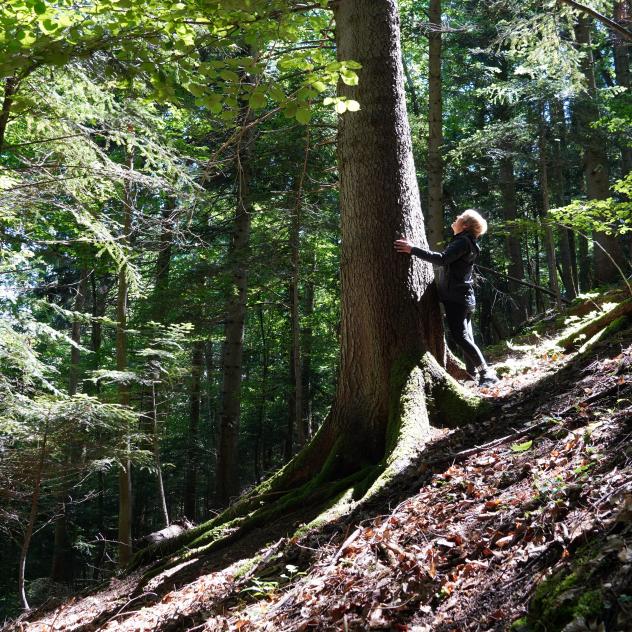 Bain de forêt à Gryon