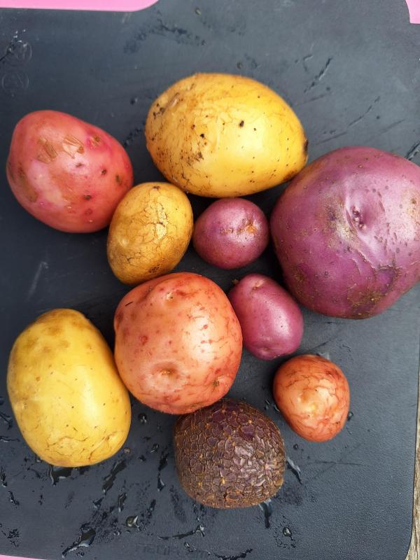 Raclette multicolore - pommes de terre