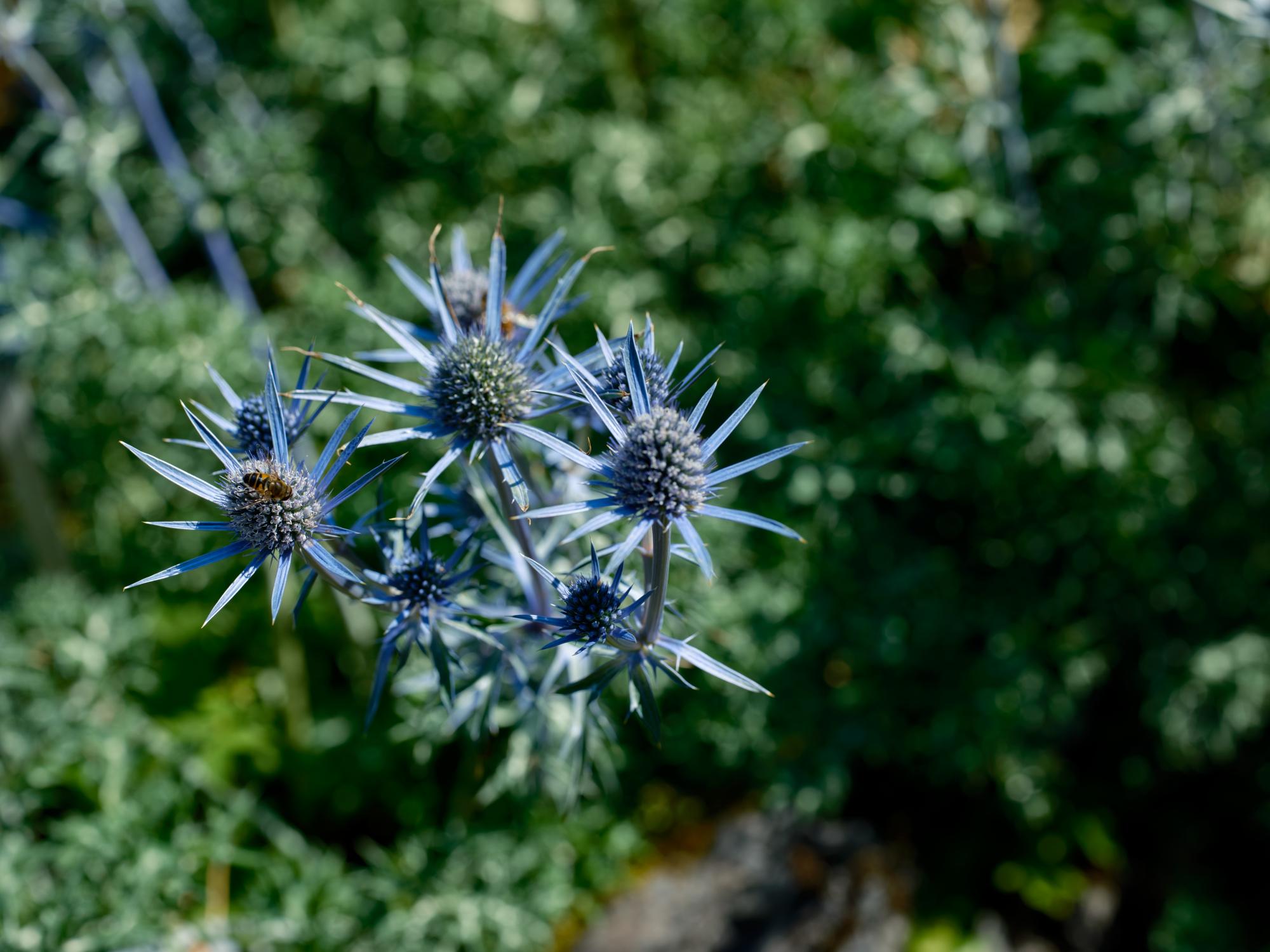 Blue thistle in a bright summer sunshine