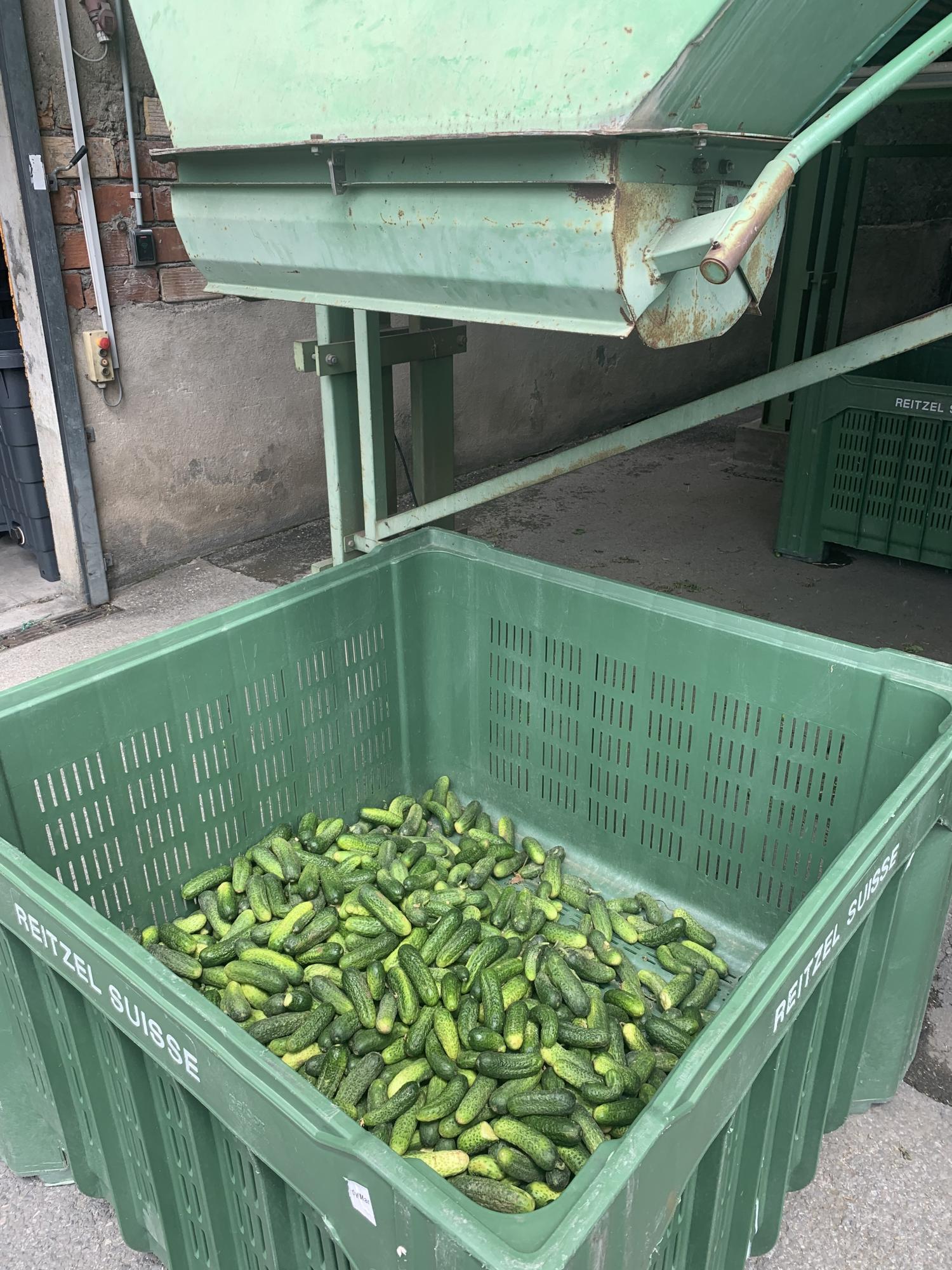 Sorting area for pickles after washing