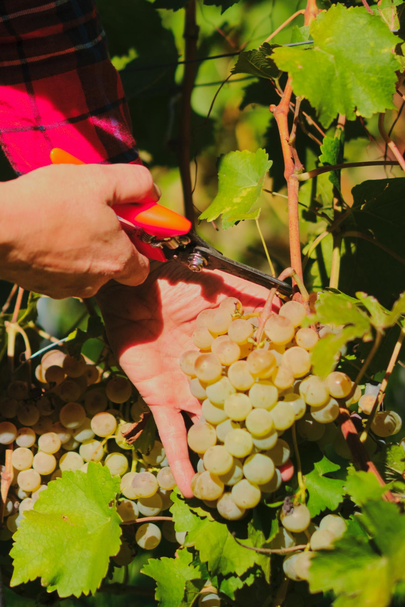 Light on a bunch of grapes