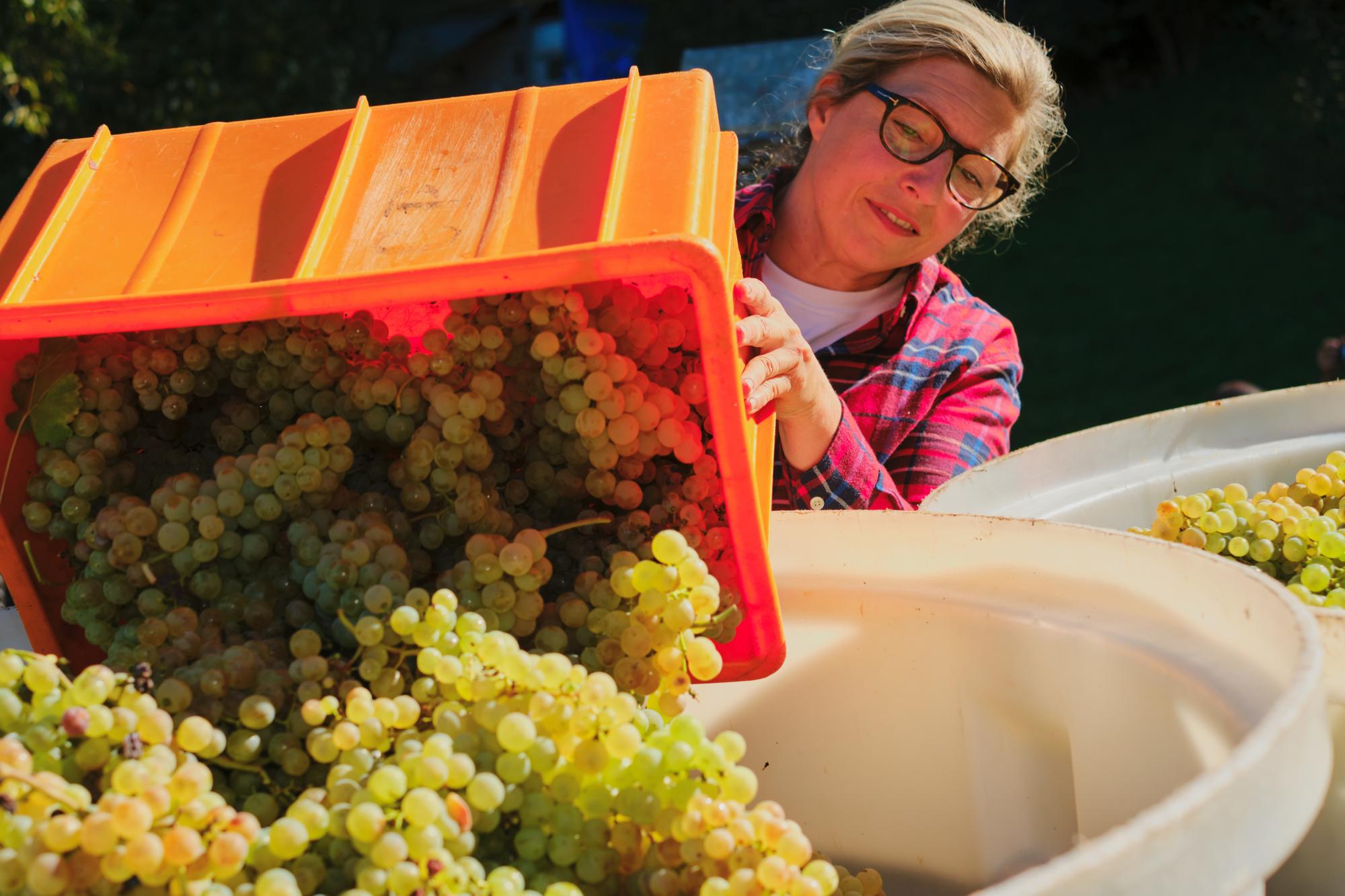 The harvest is in full swing at Domaine de la Baudelière