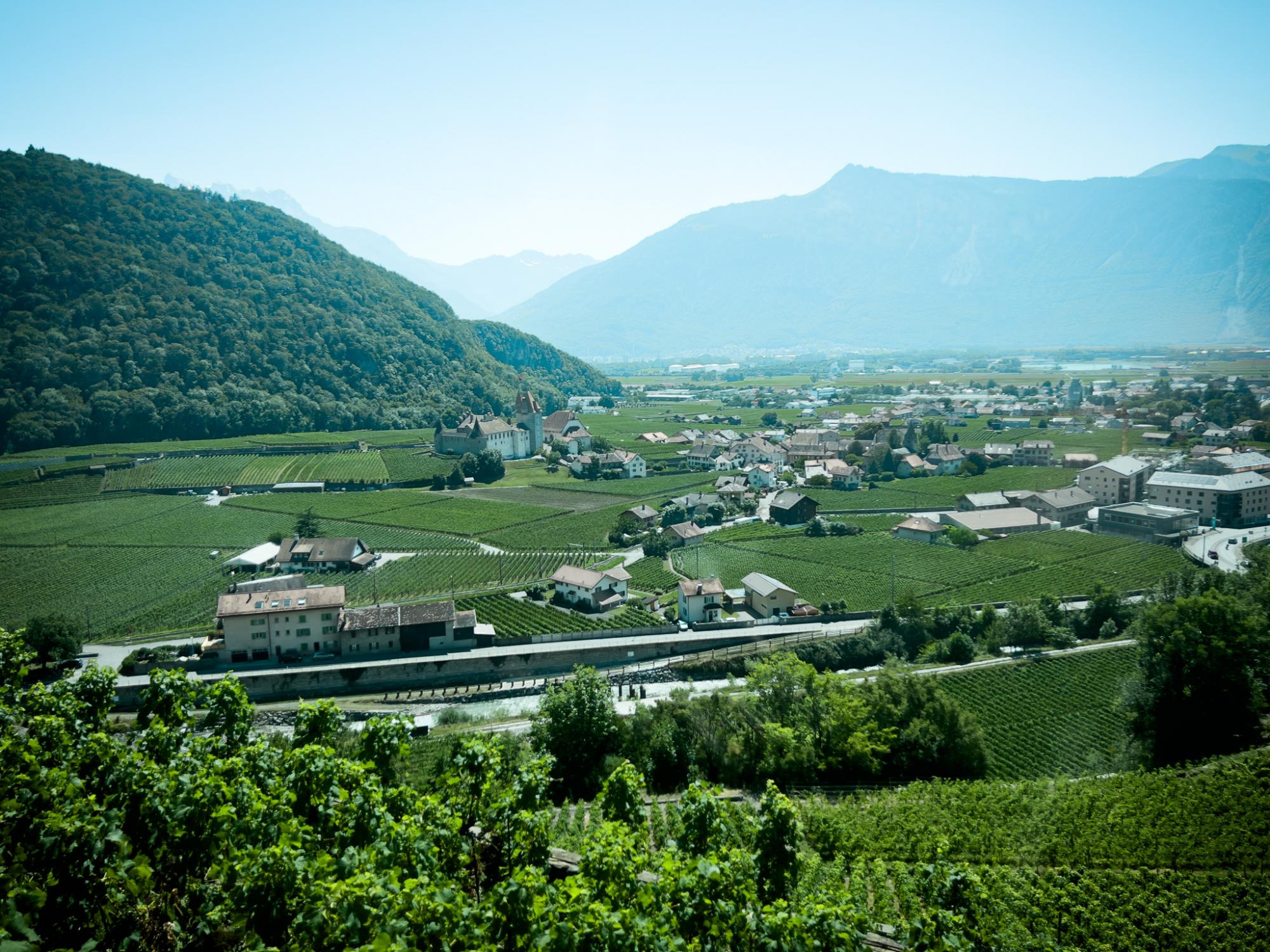 The view of the vineyards and the château as you climb