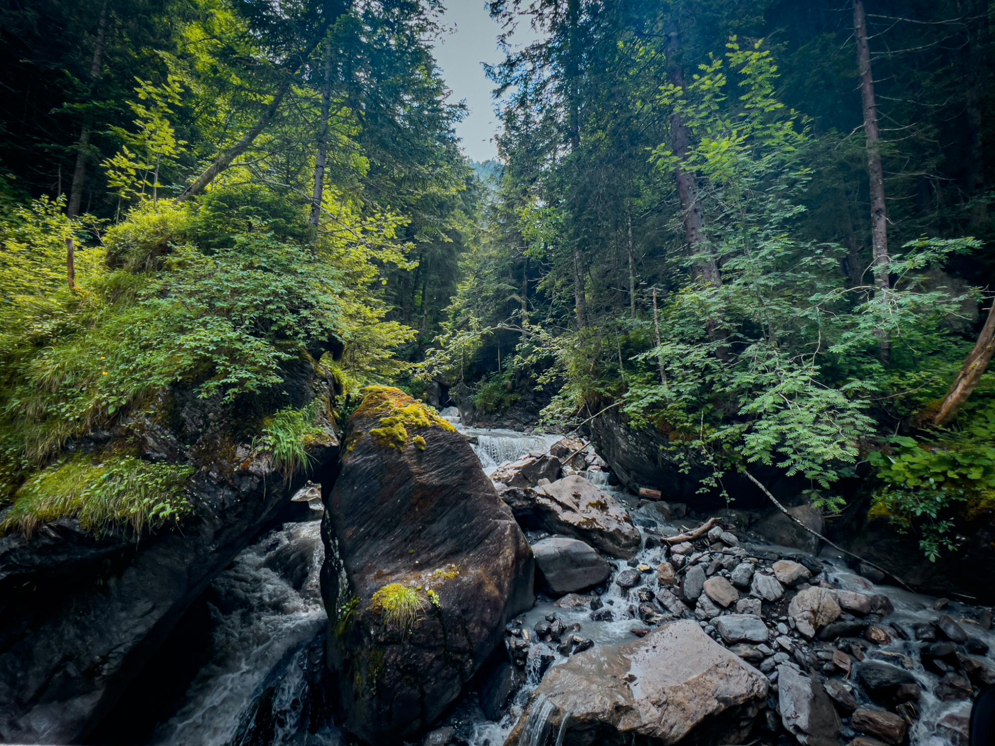 La lumineuse forêt sur le chemin pour rejoindre le vallon de Nant