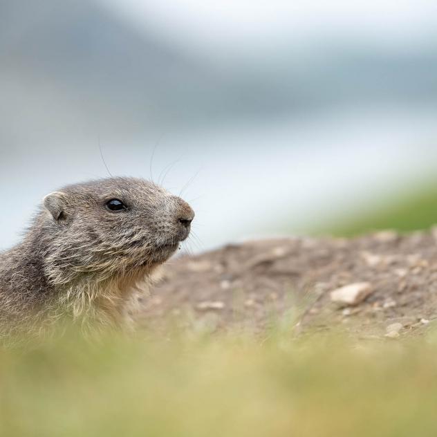 Treasure hunt - Discover the chamois and the marmot