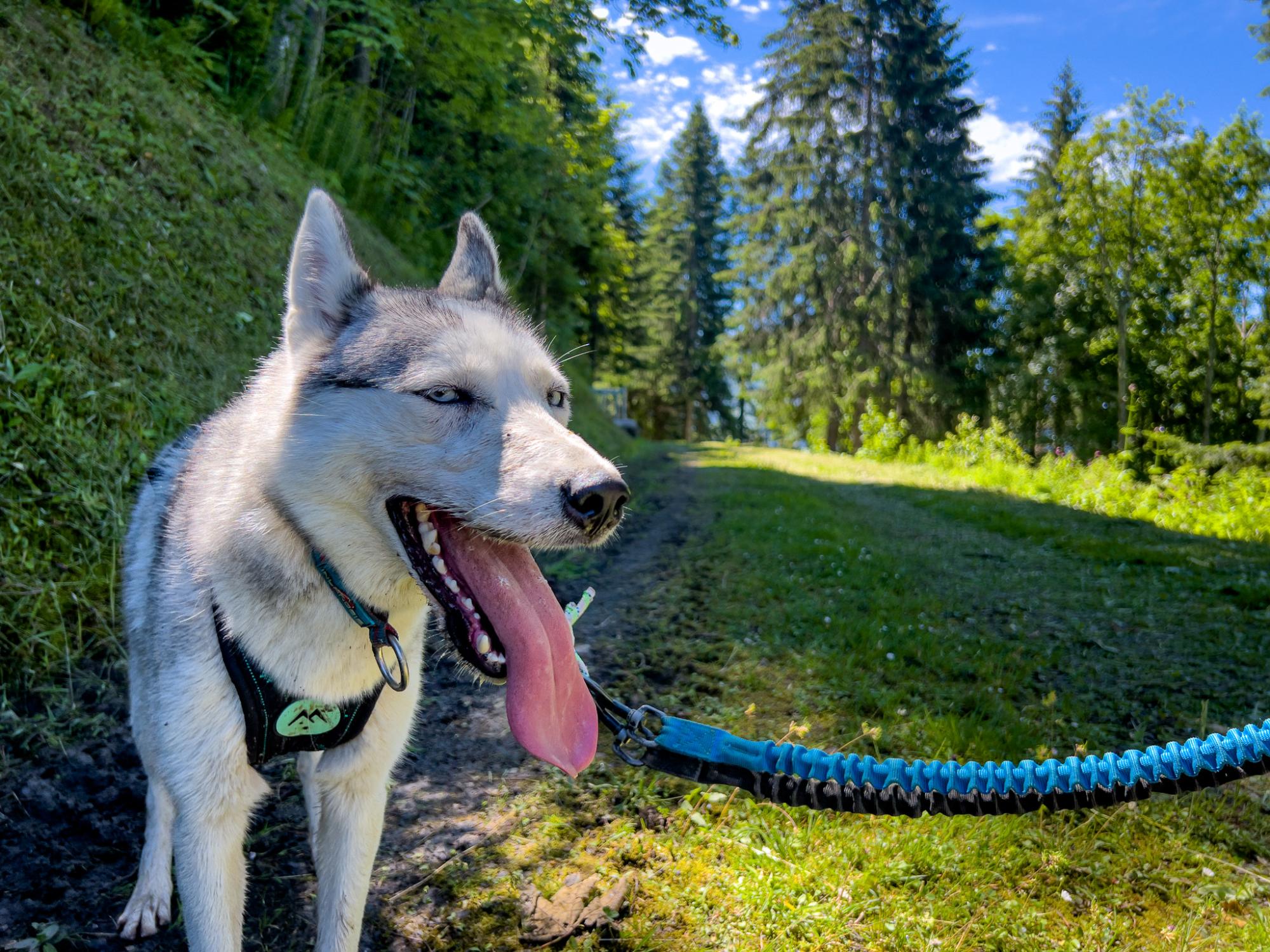 Les huskies sont prêts pour le départ !