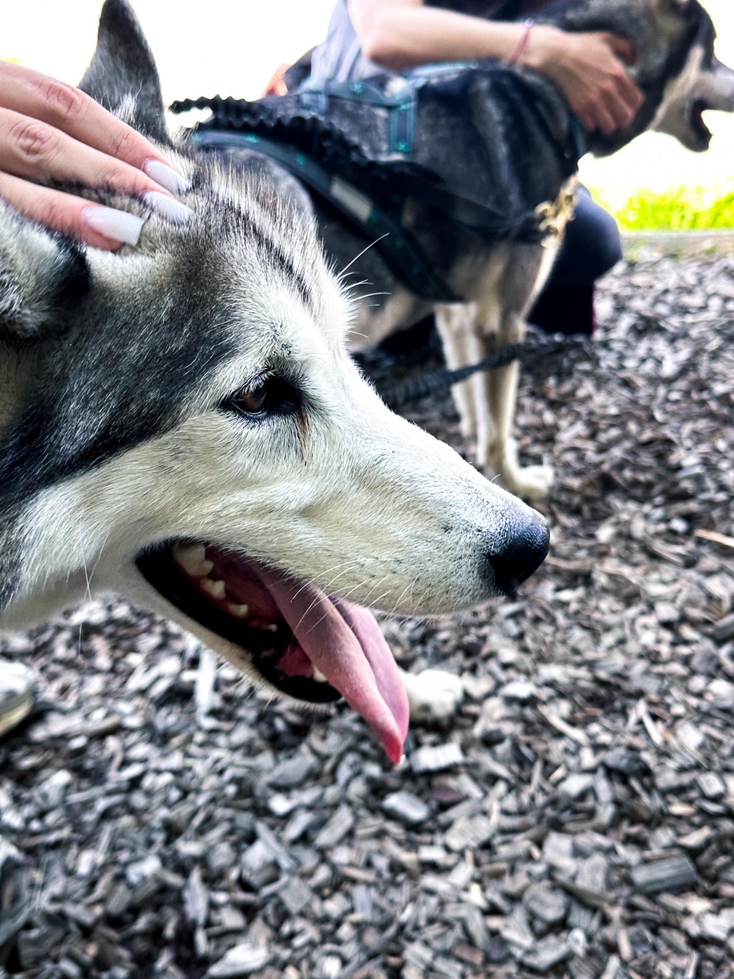 Les huskies sont des animaux doux et affectueux