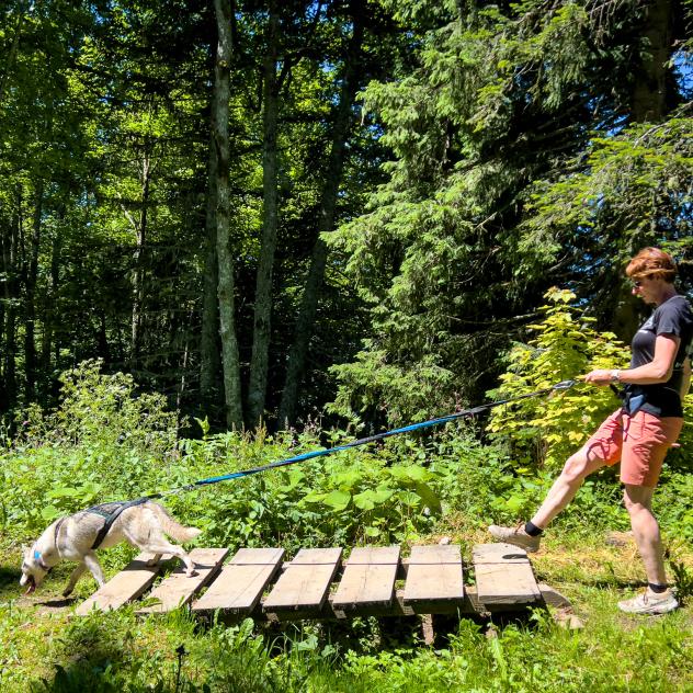 Cani-randonnée à Villars avec Alpes'Huskies
