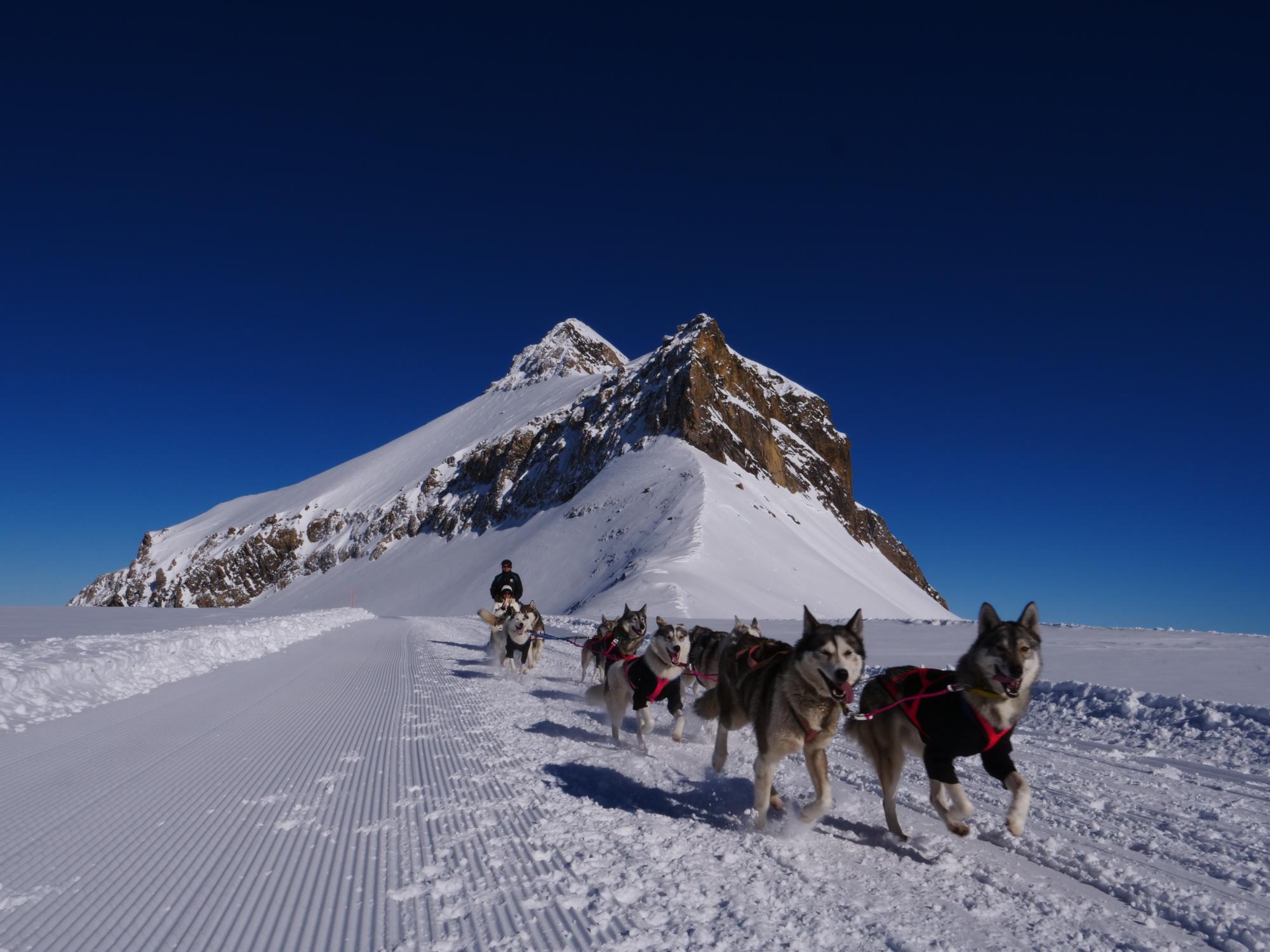 1. Balade en traîneau tiré par des chiens polaires