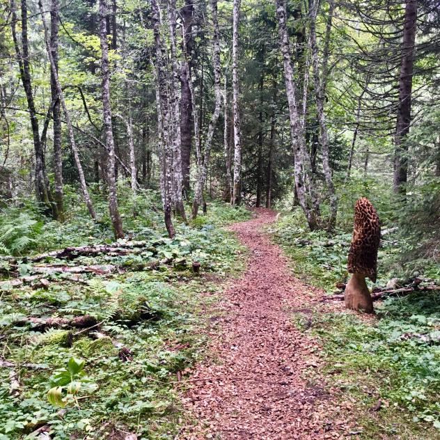 The bridge trail