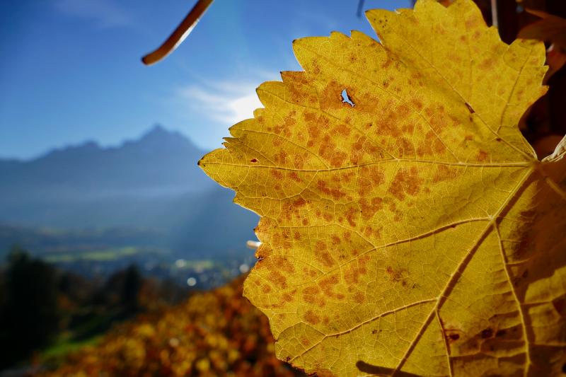 Vignoble Bex automne