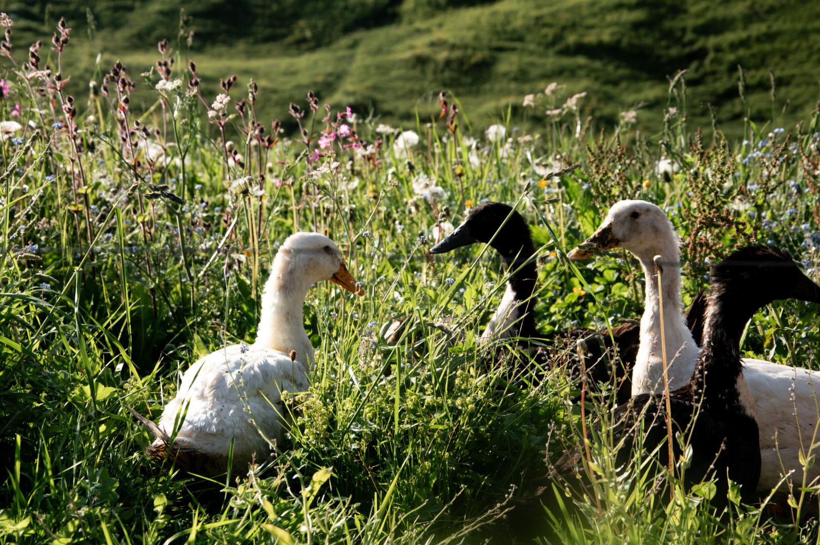 The animals on the farm at Col de la Croix