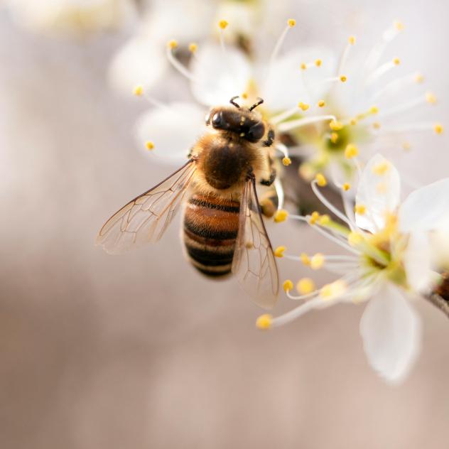 Balade accompagnée : Le Monde des Abeilles