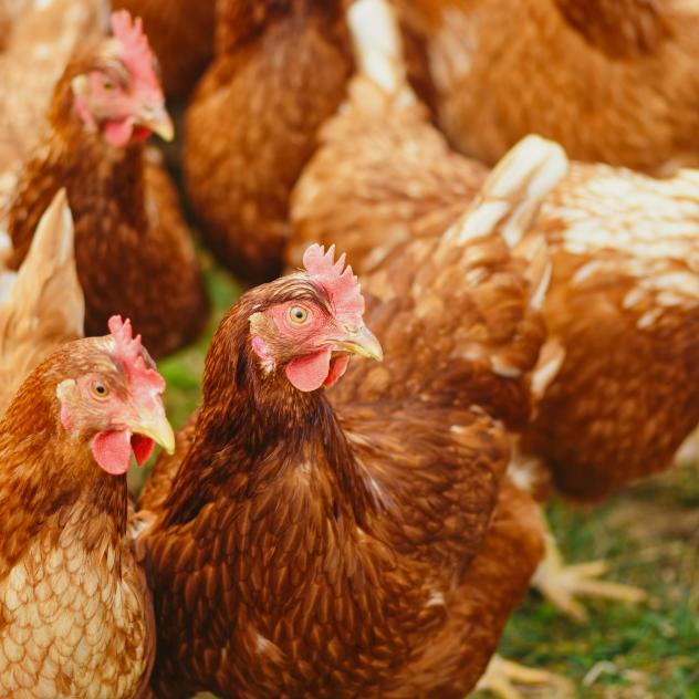 Balade accompagnée : Le Monde des Poules