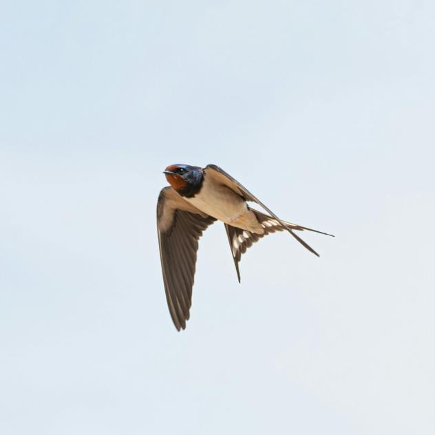 Balade accompagnée : Le baguage des oiseaux migrateurs