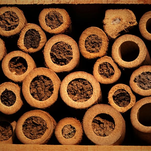 Balade accompagnée : Les merveilles de Panex