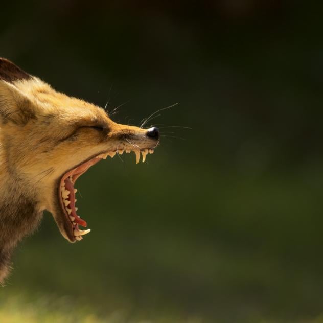 Noah Vuataz's photo exhibition in the heart of nature