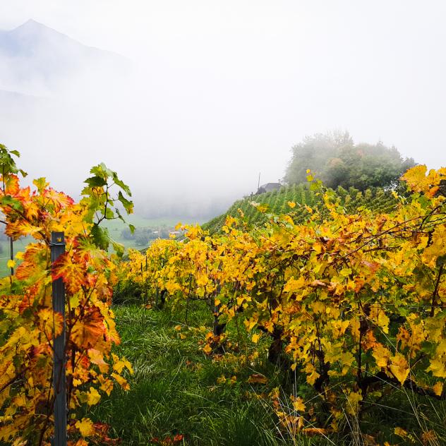 Les vignobles de Bex
