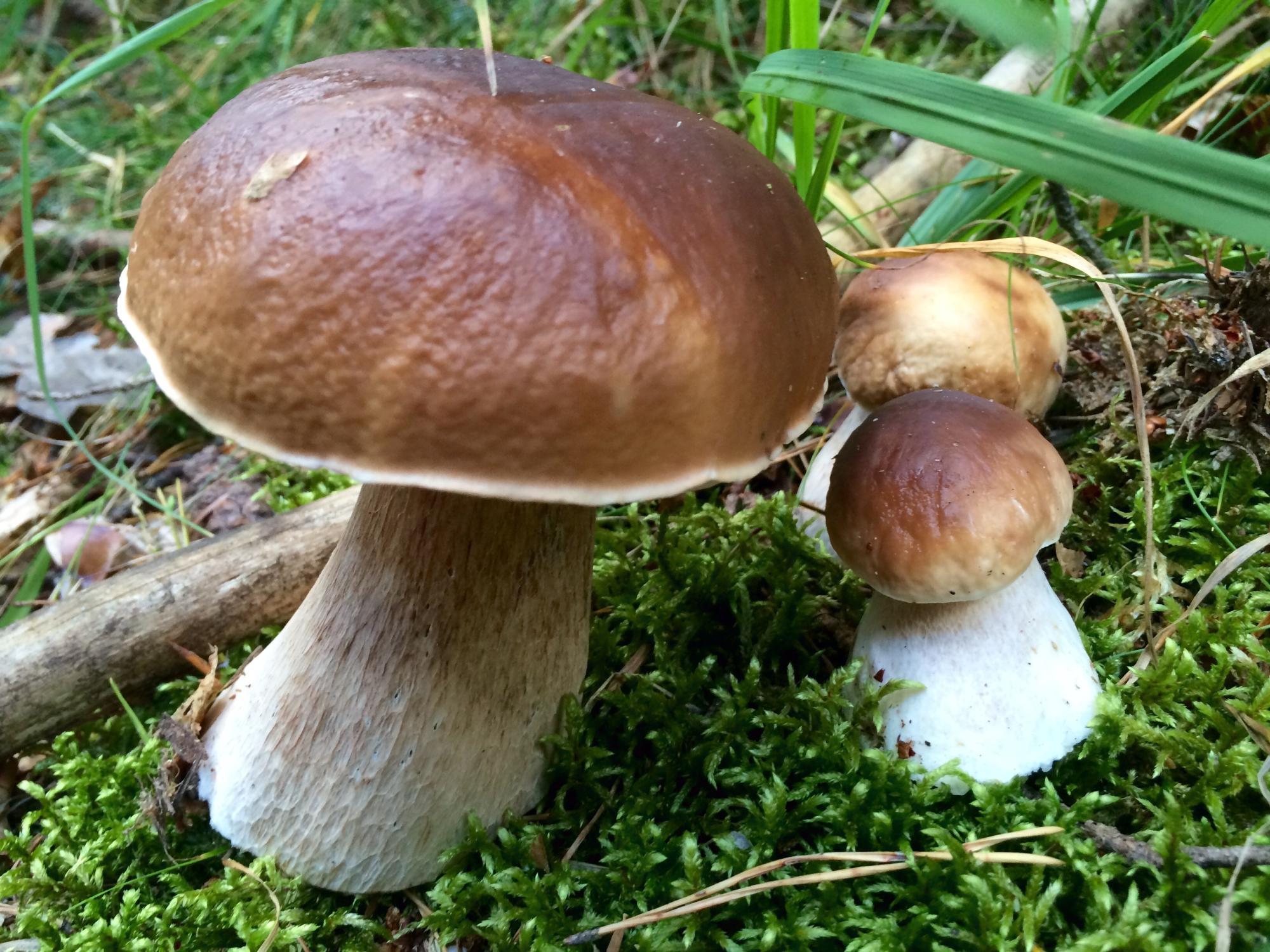 Einige Steinpilze auf ihrem Moosbett.