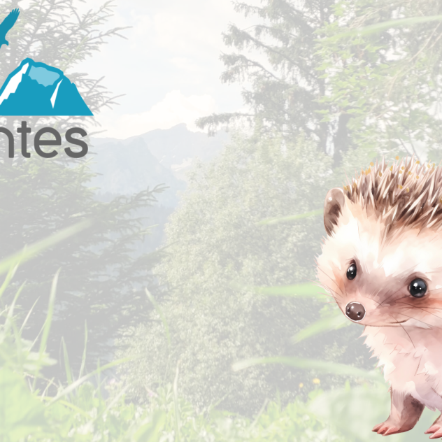 Discovery workshop: ‘Hedgehogs – who are they?’