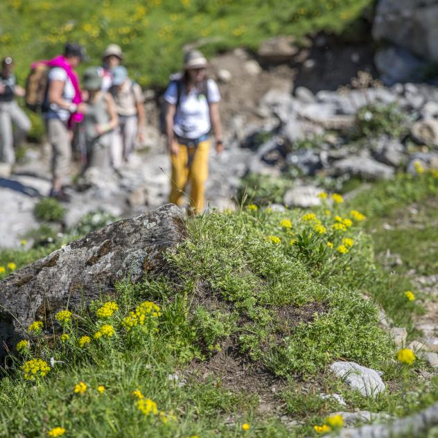 Guided hikes and walks