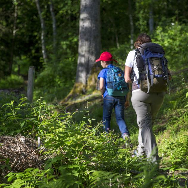 Biodiversity in the forest