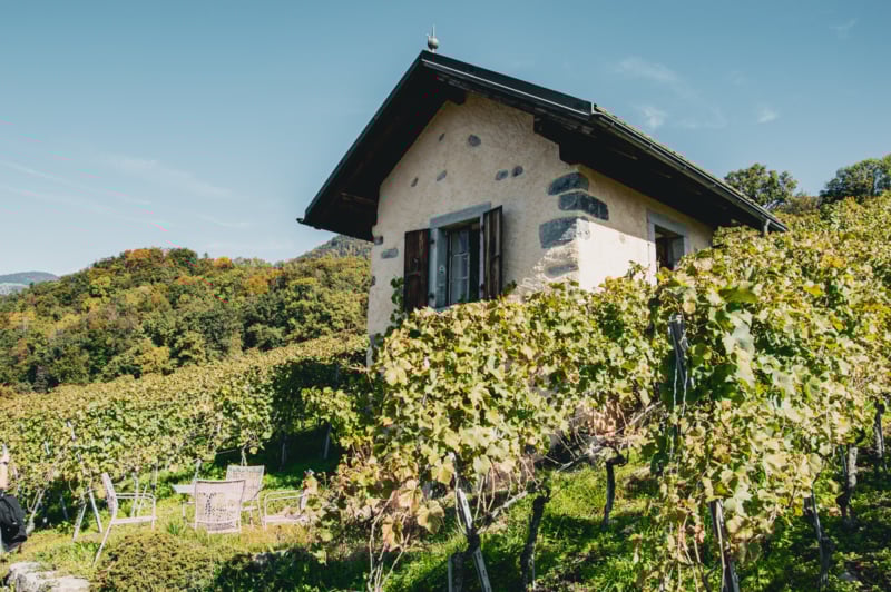 Balade accompagnée dans le vignoble de Pierre et Michel Anex