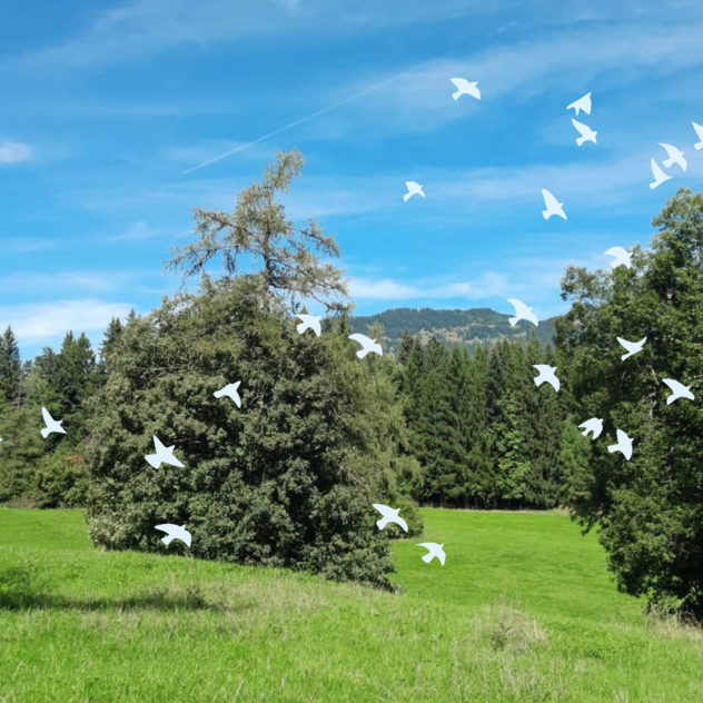 The Birding Walk