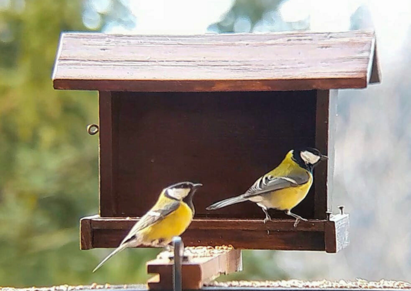 Great tit