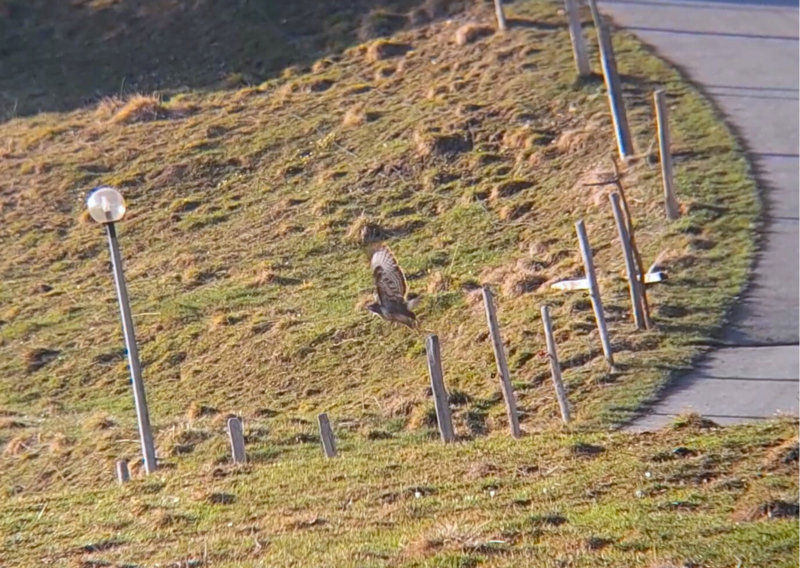Common Buzzard