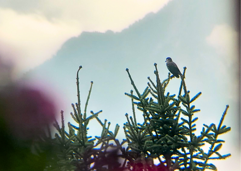 Spotted nutcracker