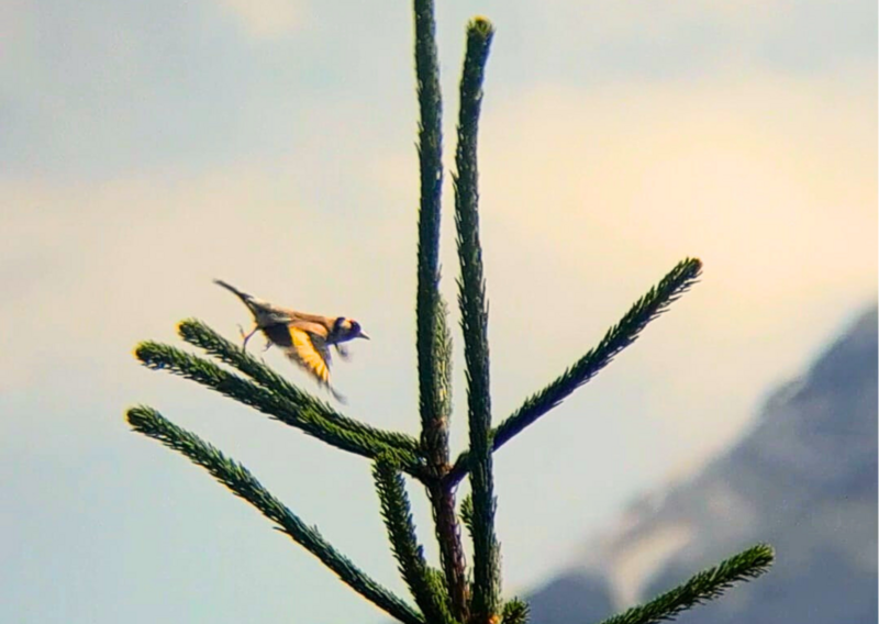 European goldfinch