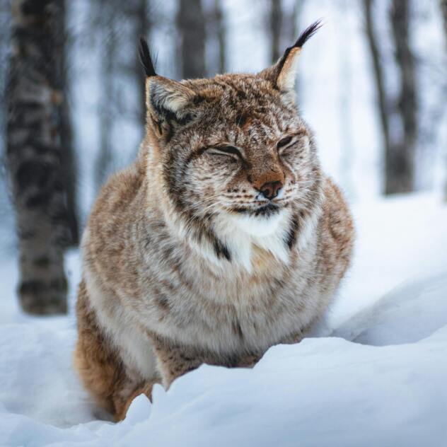 Schatzsuche – Der Luchs und der Salamander
