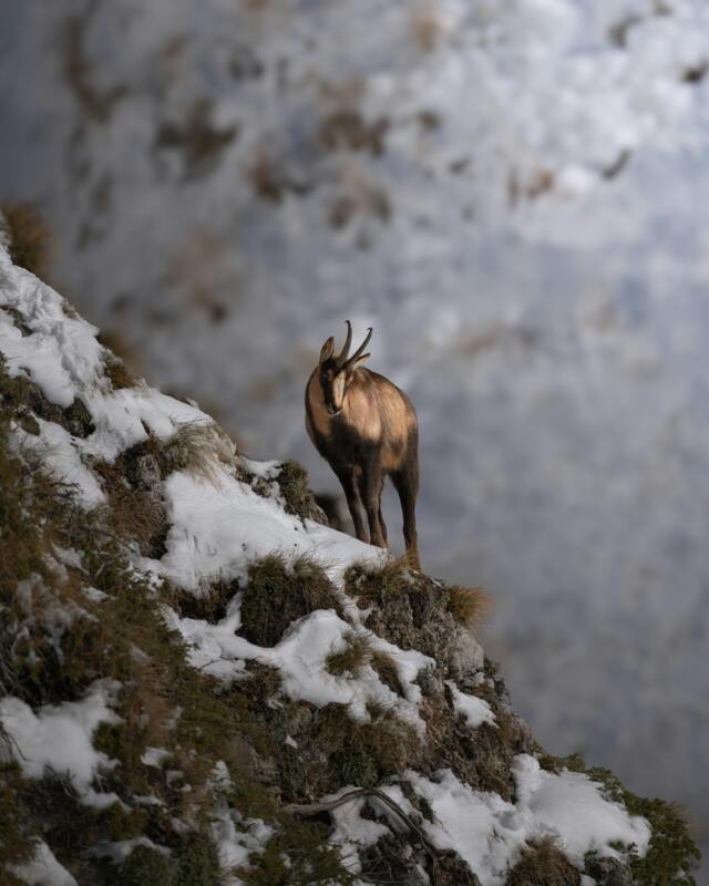 Chamois in winter