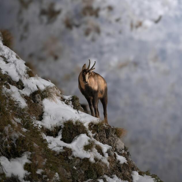 Lehrpfad – Gämse und Murmeltier