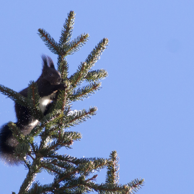 Treasure hunts and fun trails in Les Diablerets