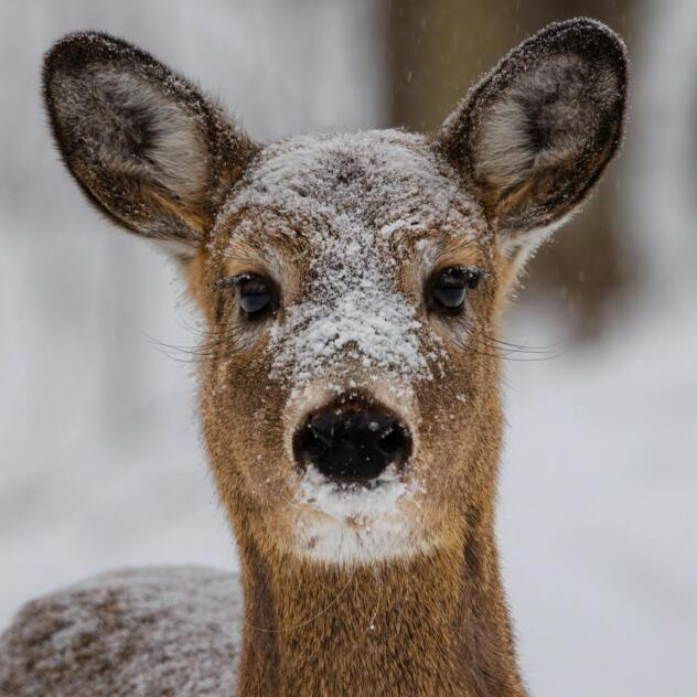 Lehrpfad – Der Hase und das Reh