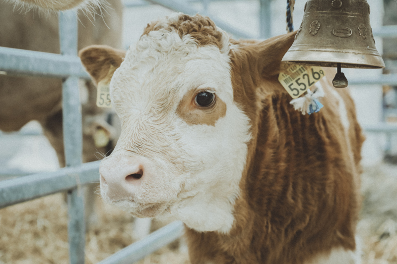 Photo d'un petit veau