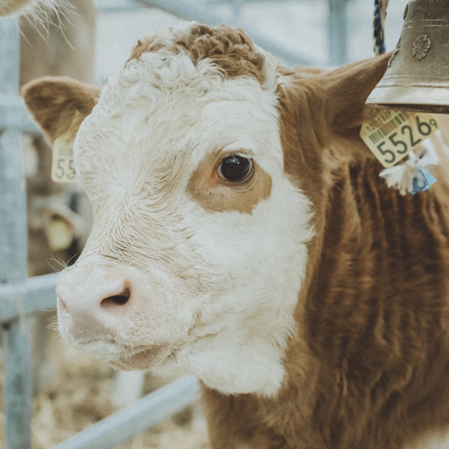 Salon des Alpages aux Diablerets