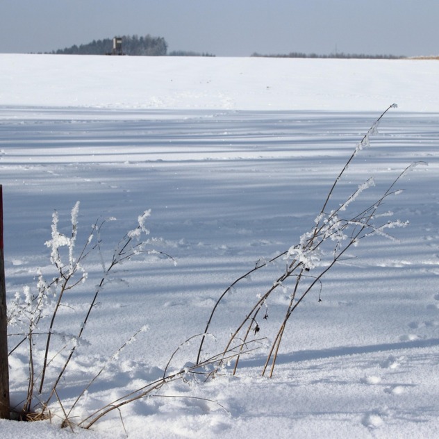 Guided Snowshoe Hike – Winter Wildlife in Gryon
