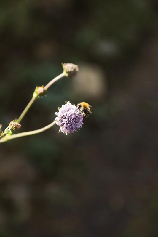 Alpine Garden Les Tussilages aux Diablerets