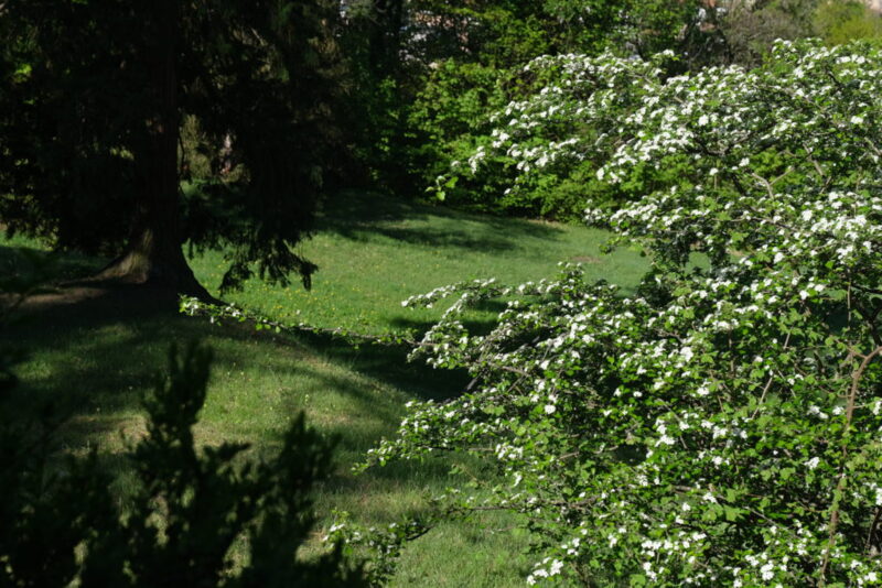 Domaine Szilassy - printemps.jpg